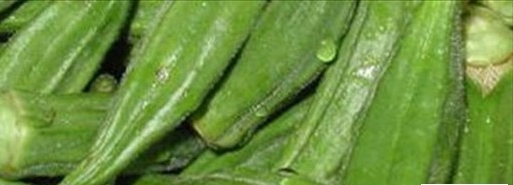 okra