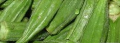 okra